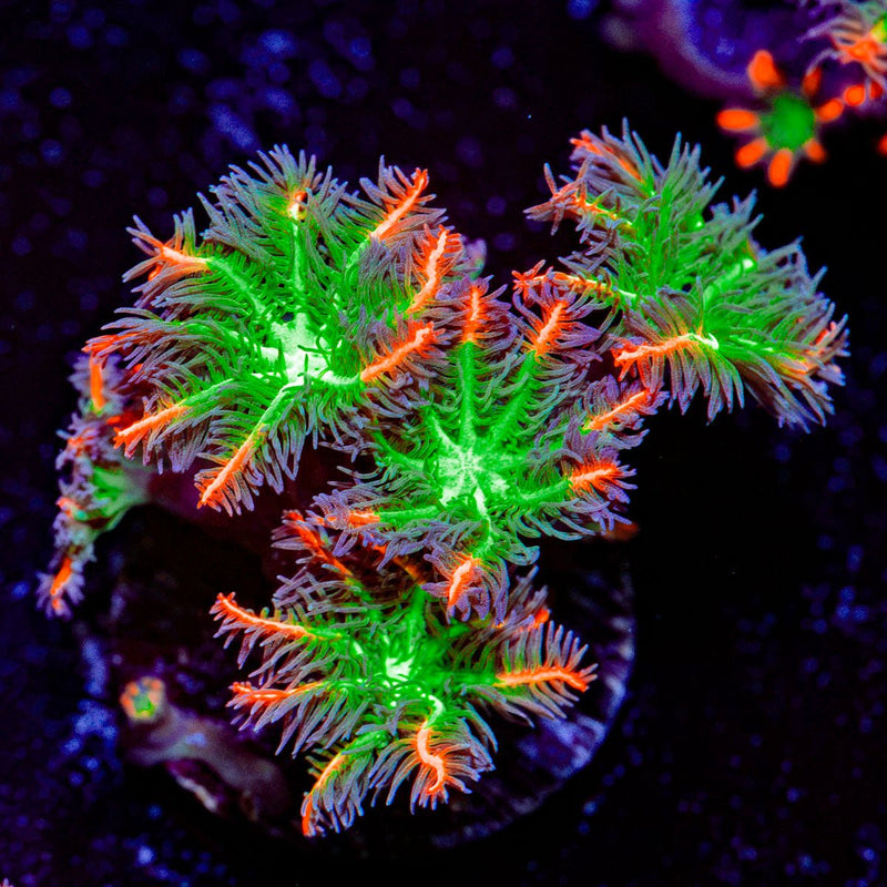ARC Firework Clove Polyp Coral with colony growth in reef aquarium