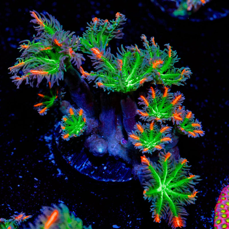 ARC Firework Clove Polyp Coral with colony growth in reef aquarium