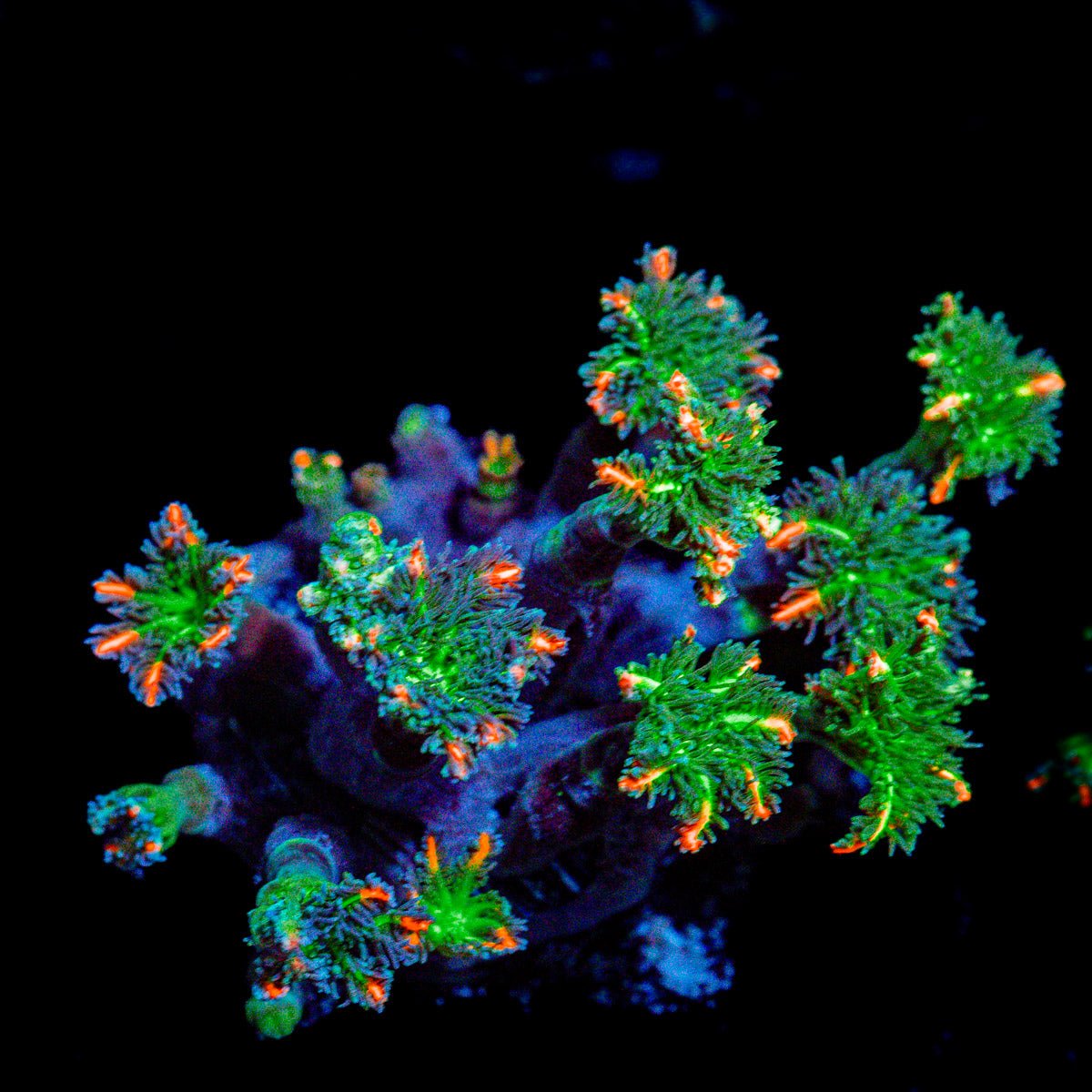ARC Firework Clove Polyp Coral with colony growth in reef aquarium