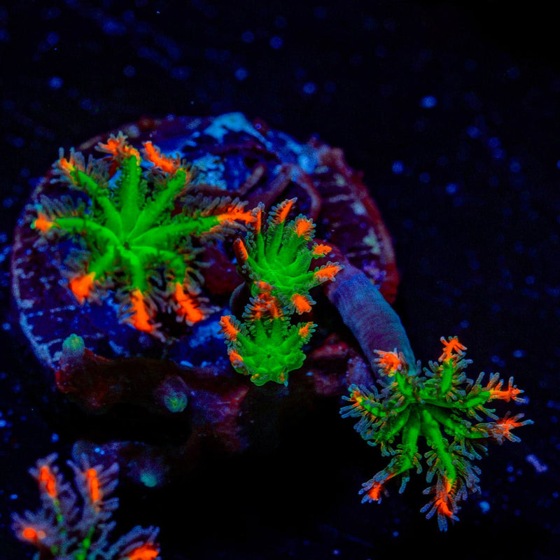 ARC Firework Clove Polyp Coral with colony growth in reef aquarium