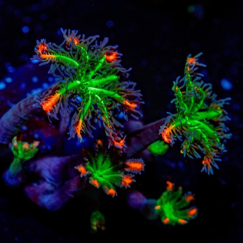 ARC Firework Clove Polyp Coral with colony growth in reef aquarium