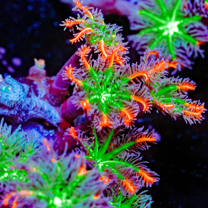 ARC Firework Clove Polyp Coral colony growth in reef aquarium
