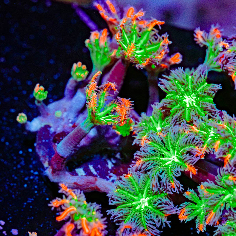 ARC Firework Clove Polyp Coral with colony growth in reef aquarium