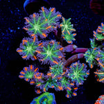 ARC FireWork Clove Polyps with intricate patterns in a reef aquarium
