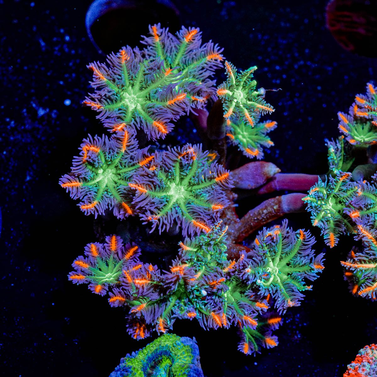 ARC FireWork Clove Polyps with intricate patterns in a reef aquarium