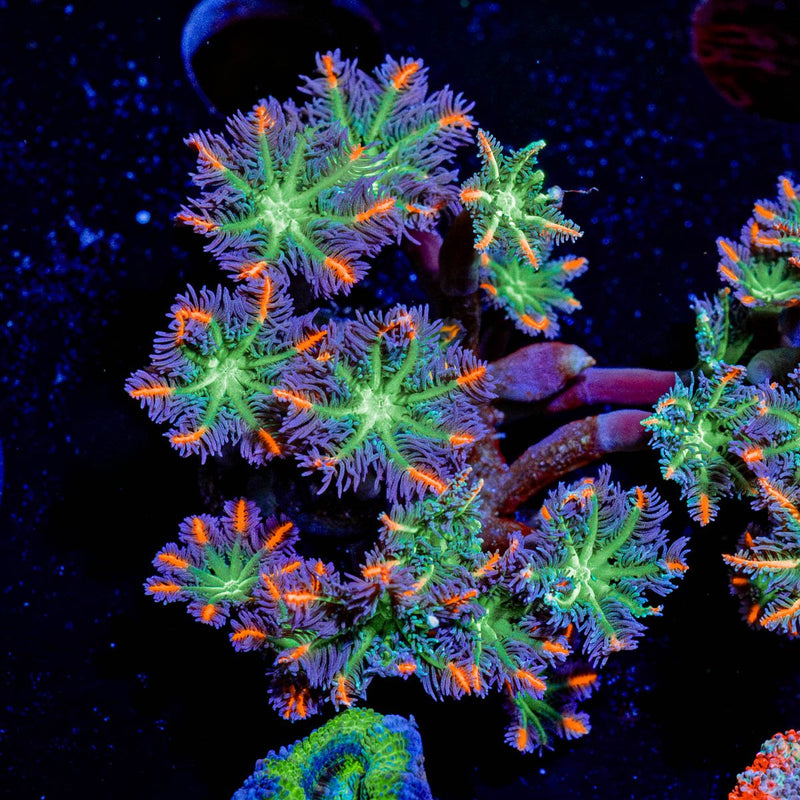 ARC FireWork Clove Polyps Coral