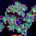 ARC FireWork Clove Polyps with intricate patterns in a reef aquarium