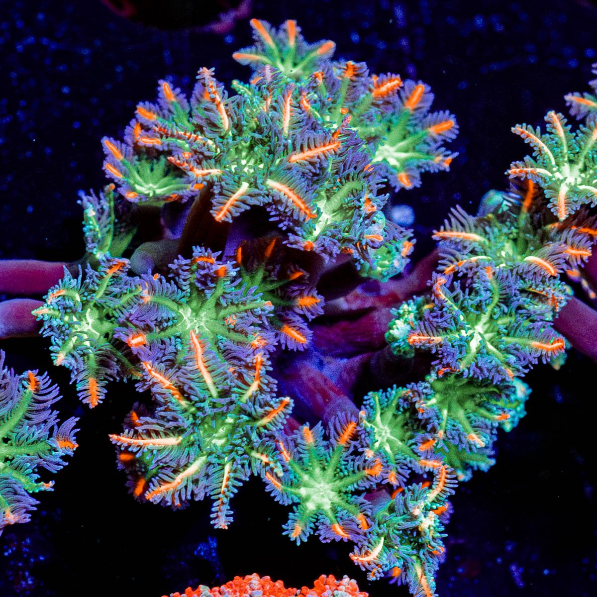 ARC FireWork Clove Polyps with intricate patterns in a reef aquarium