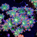 ARC FireWork Clove Polyps with intricate patterns in a reef aquarium