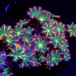ARC FireWork Clove Polyps with intricate patterns in a reef aquarium