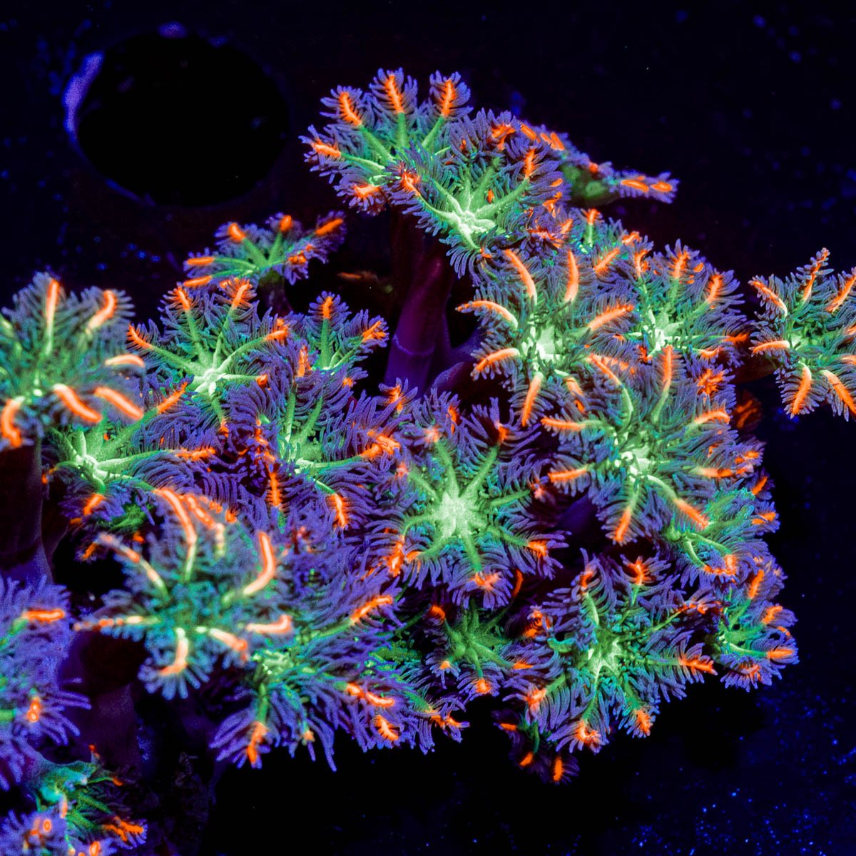 ARC FireWork Clove Polyps with intricate patterns in a reef aquarium