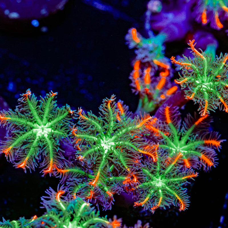 ARC FireWork Clove Polyps Coral with soft polyps in reef aquarium