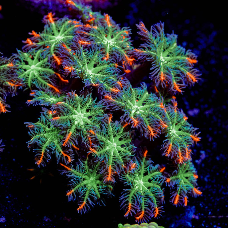 ARC FireWork Clove Polyps Coral with soft polyps in reef aquarium