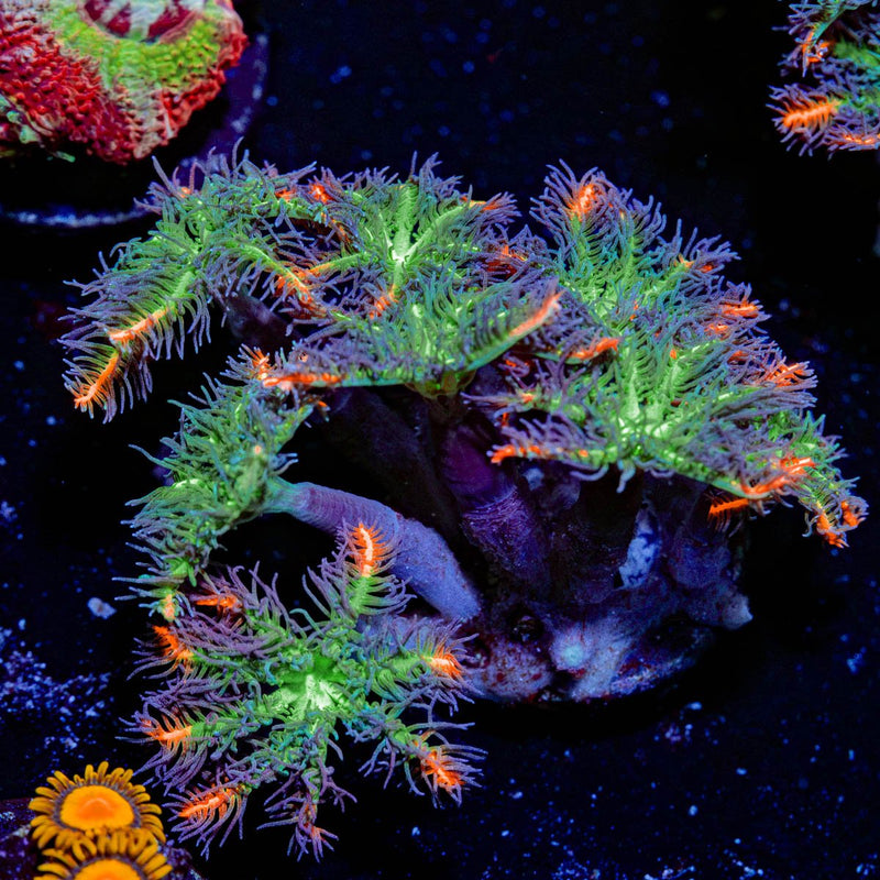 ARC FireWork Clove Polyps Coral