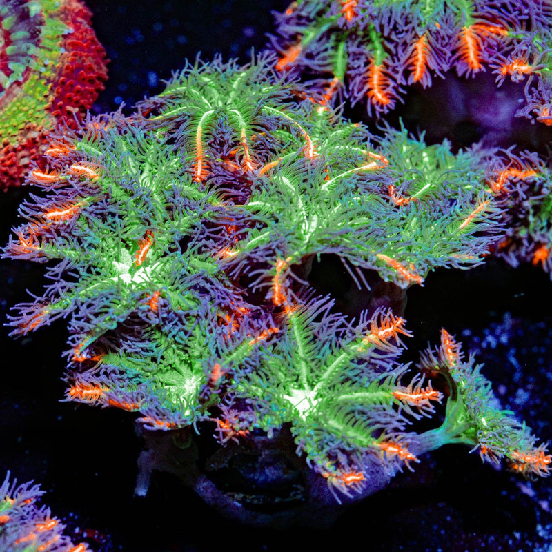 ARC FireWork Clove Polyps Coral