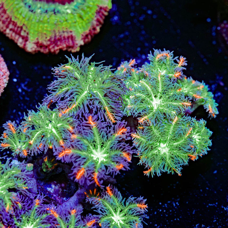 ARC FireWork Clove Polyps Coral