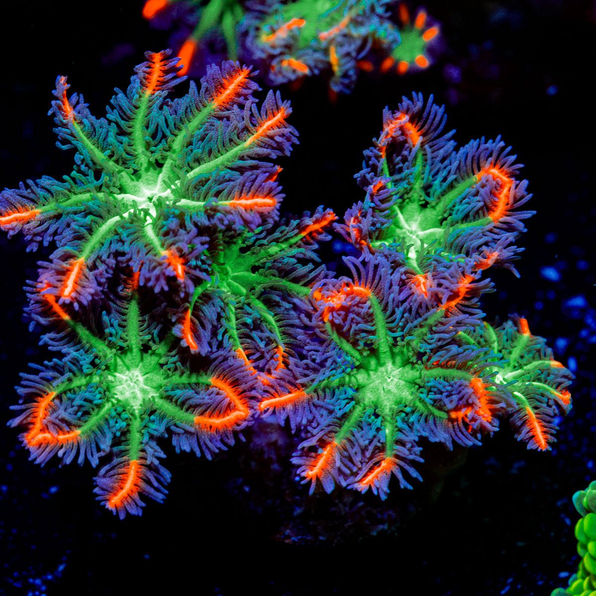 ARC Firework Clove Polyps Coral with colony growth in reef aquarium