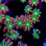ARC Firework Clove Polyps Coral with colony growth in reef aquarium