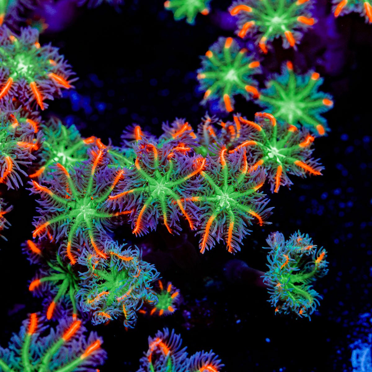 ARC Firework Clove Polyps Coral with colony growth in reef aquarium