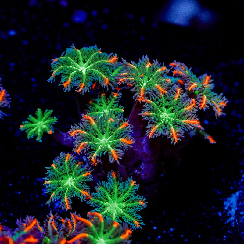 ARC Firework Clove Polyps Coral with colony growth in reef aquarium