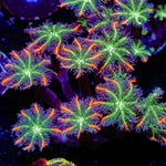 ARC Firework Clove Polyps Coral with colony growth in reef aquarium