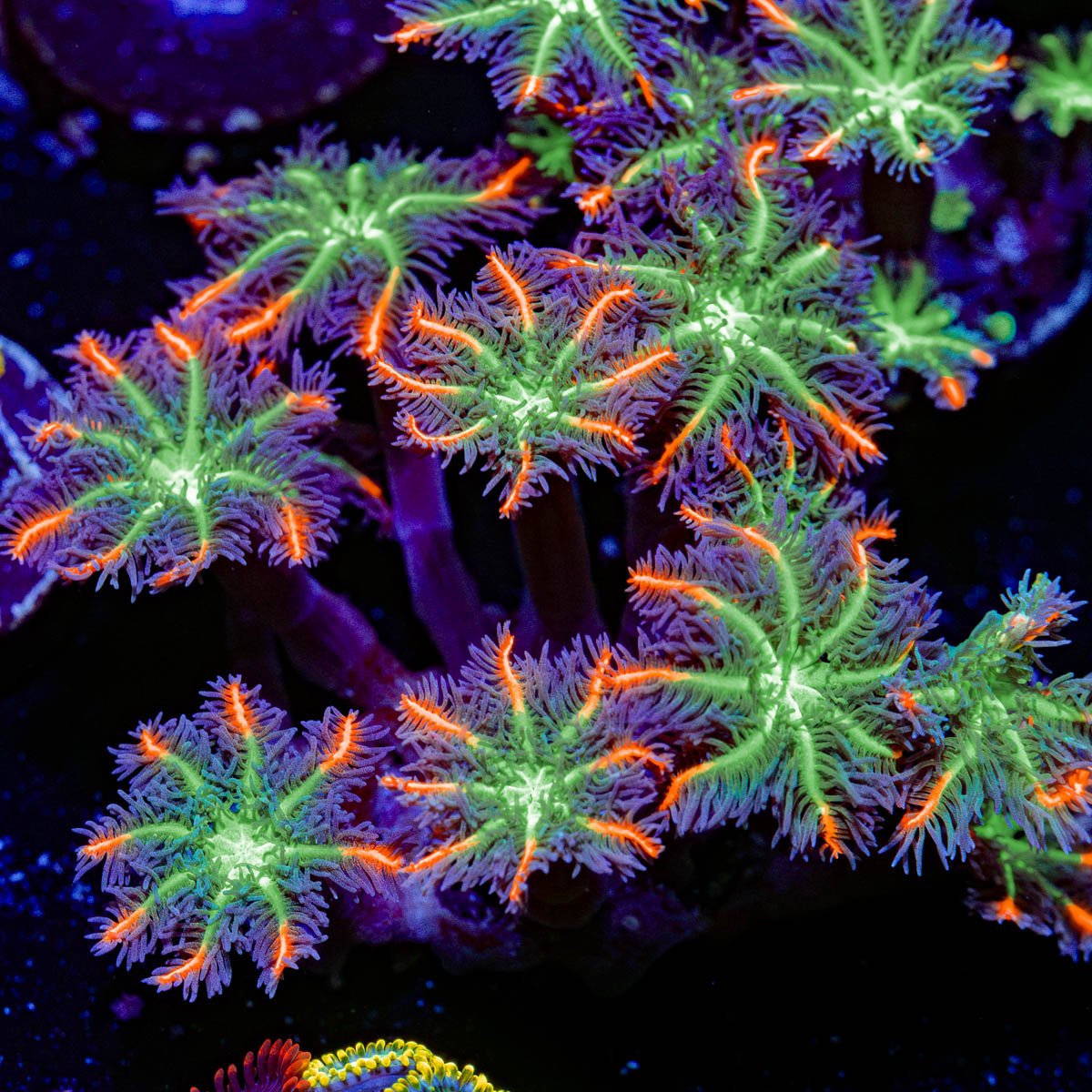 ARC Firework Clove Polyps Coral with colony growth in reef aquarium