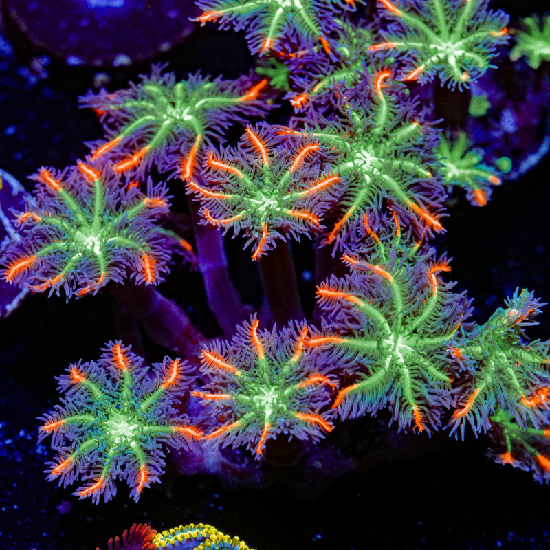 ARC Firework Clove Polyps Coral with colony growth in reef aquarium