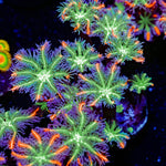 ARC Firework Clove Polyps Coral with colony growth in reef aquarium