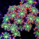ARC Firework Clove Polyps Coral with colony growth in reef aquarium
