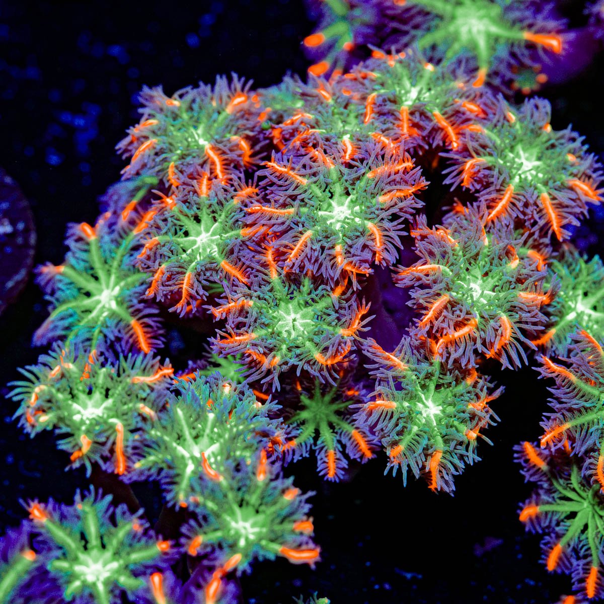 ARC Firework Clove Polyps Coral with colony growth in reef aquarium