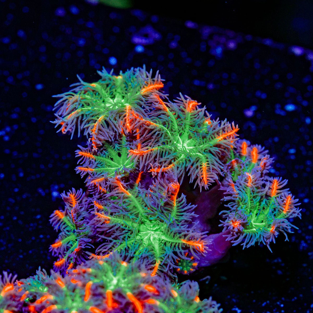 ARC Firework Clove Polyps Coral with colony growth in reef aquarium