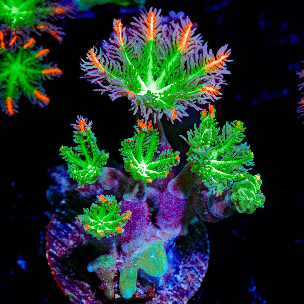 ARC Firework Clove Polyps Coral with colony growth in reef aquarium