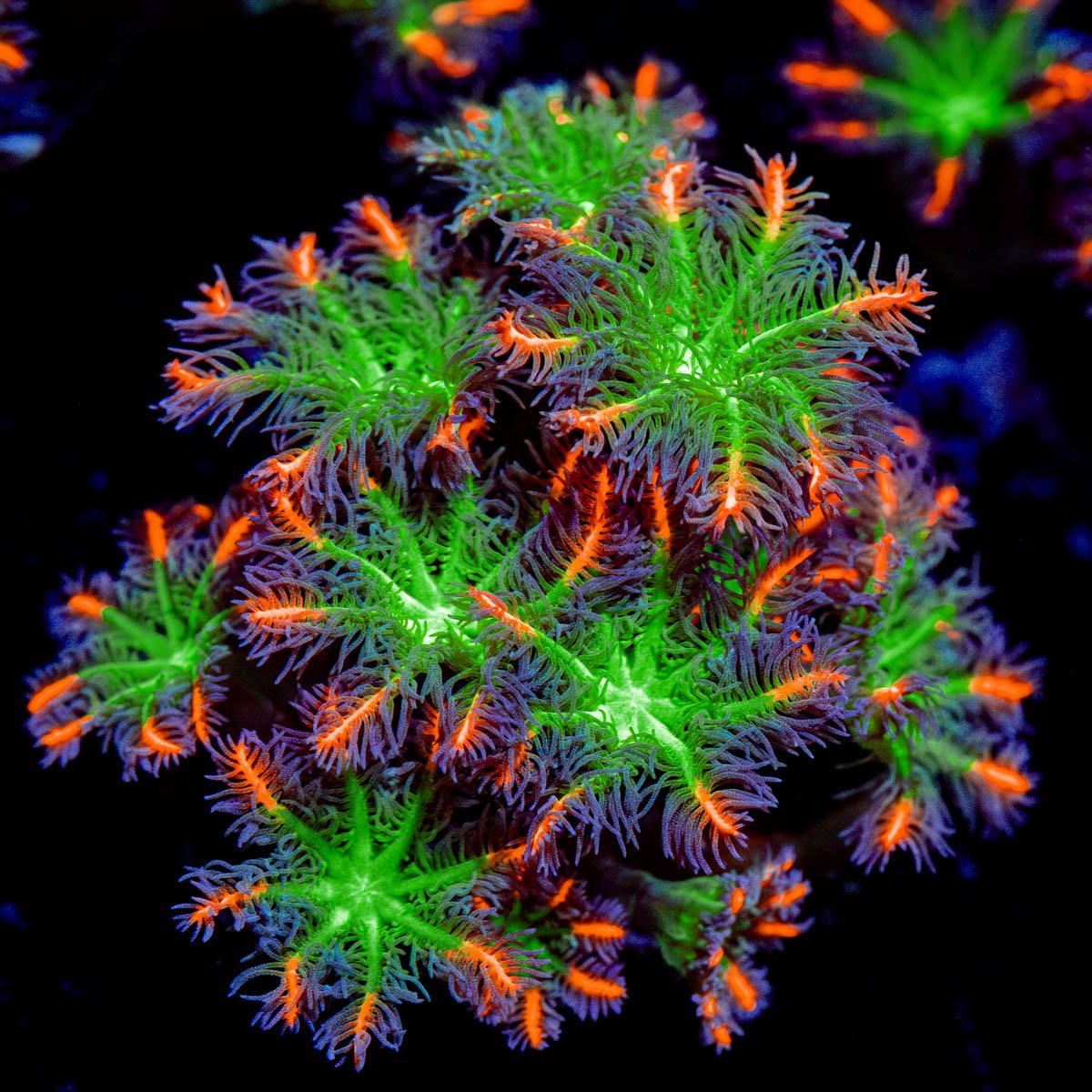 ARC Firework Clove Polyps Coral with colony growth in reef aquarium