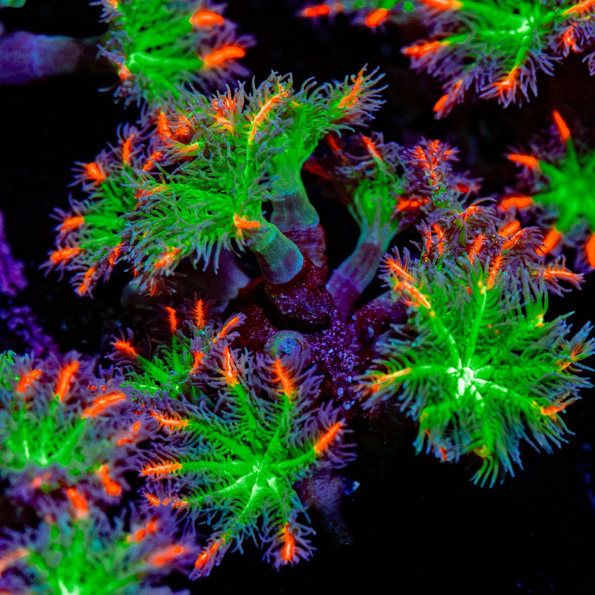ARC Firework Clove Polyps Coral with colony growth in reef aquarium