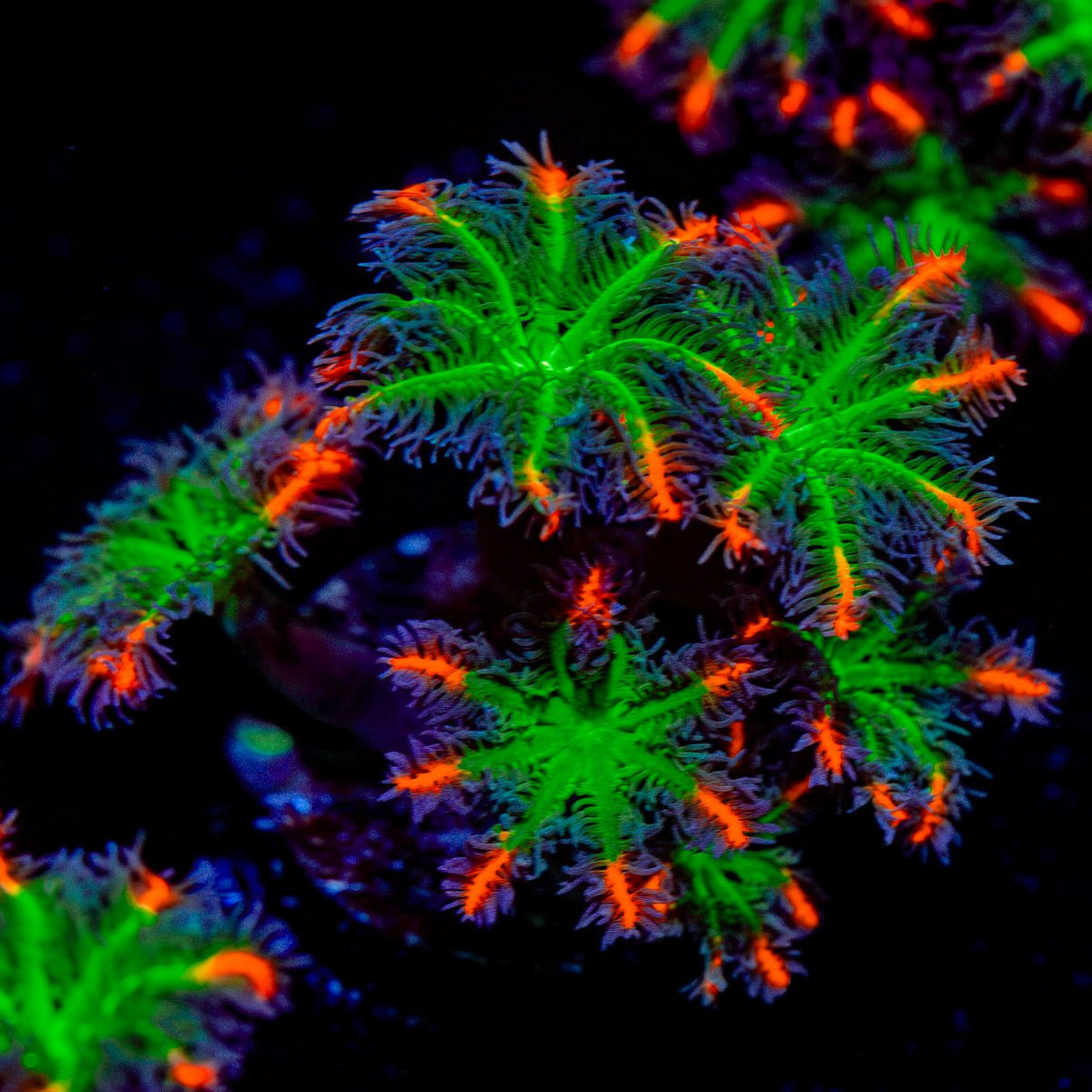 ARC Firework Clove Polyps Coral with colony growth in reef aquarium