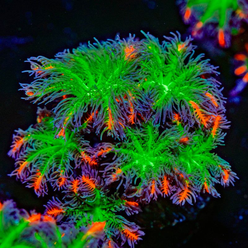 ARC Firework Clove Polyps Coral with colony growth in reef aquarium