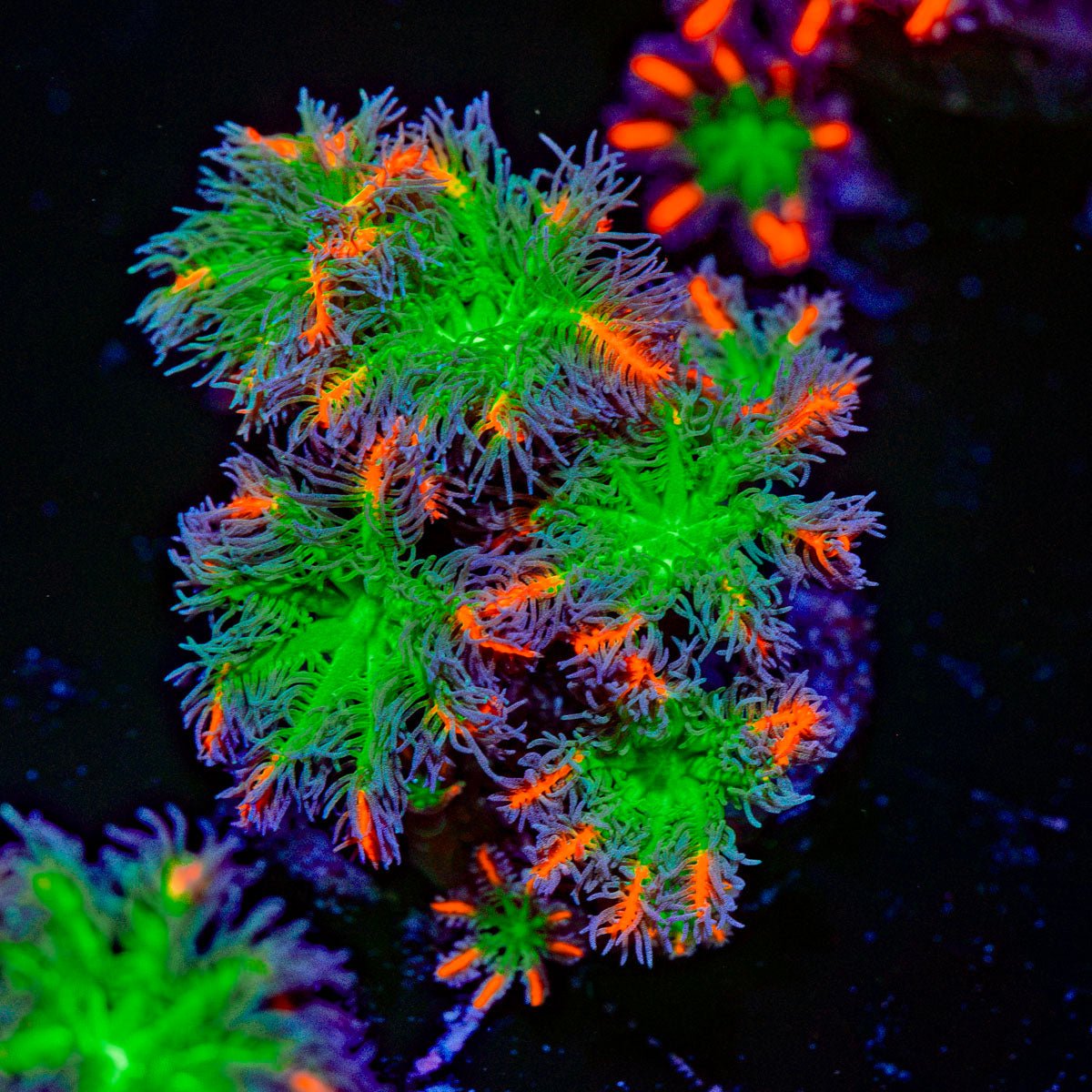 ARC Firework Clove Polyps Coral with colony growth in reef aquarium
