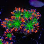 ARC Firework Clove Polyps Coral with colony growth in reef aquarium