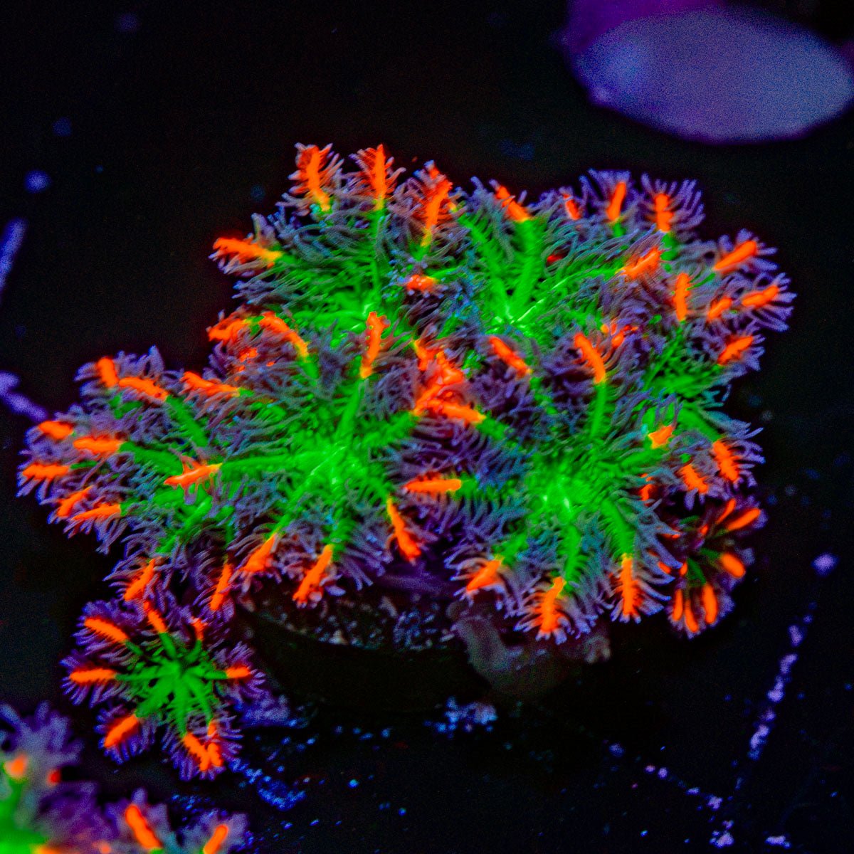 ARC Firework Clove Polyps Coral with colony growth in reef aquarium
