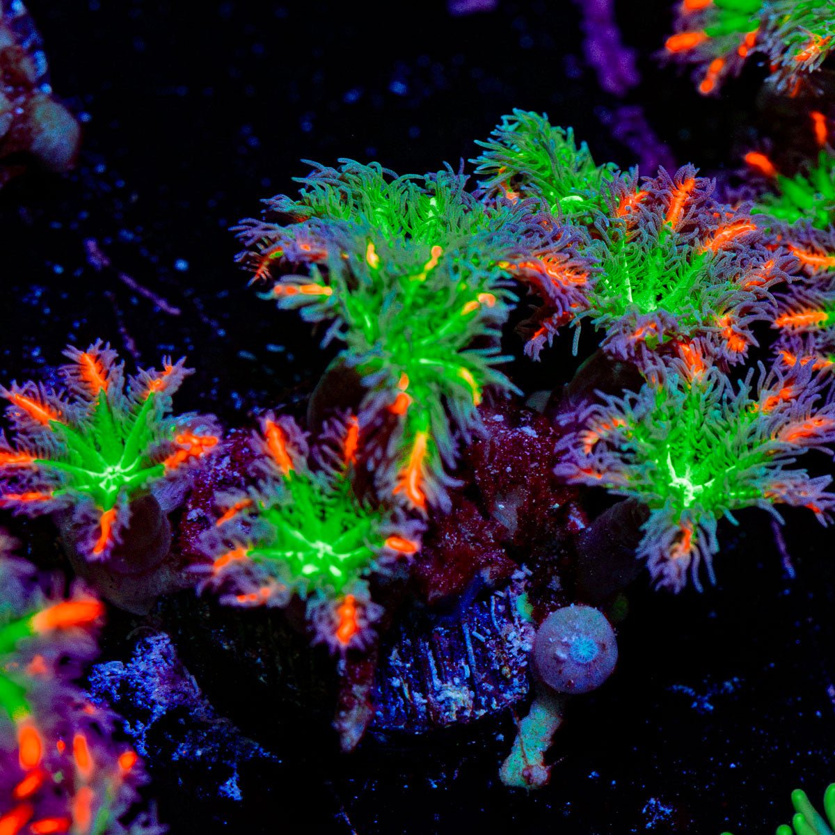 ARC Firework Clove Polyps Coral with colony growth in reef aquarium