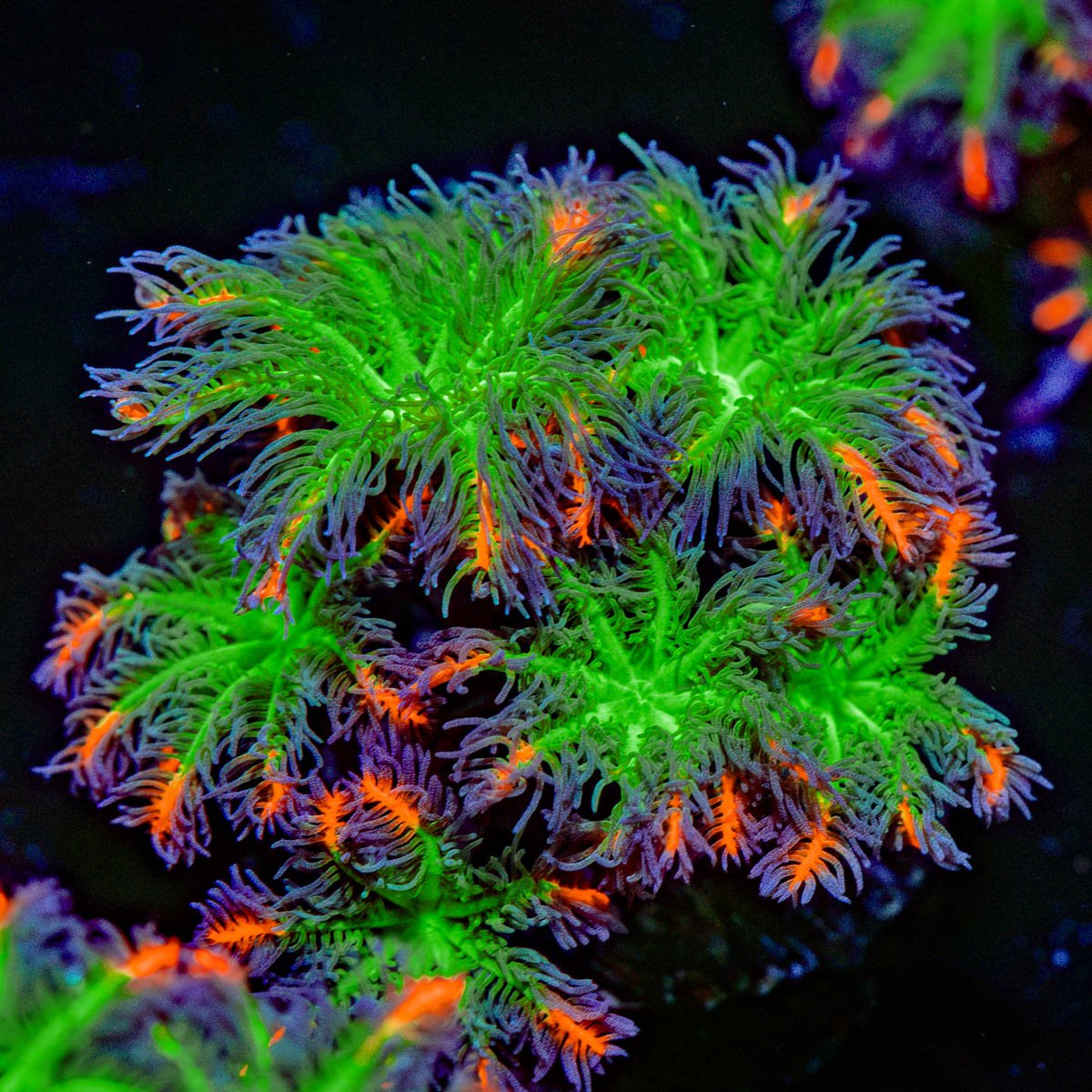 ARC Firework Clove Polyps Coral with colony growth in reef aquarium