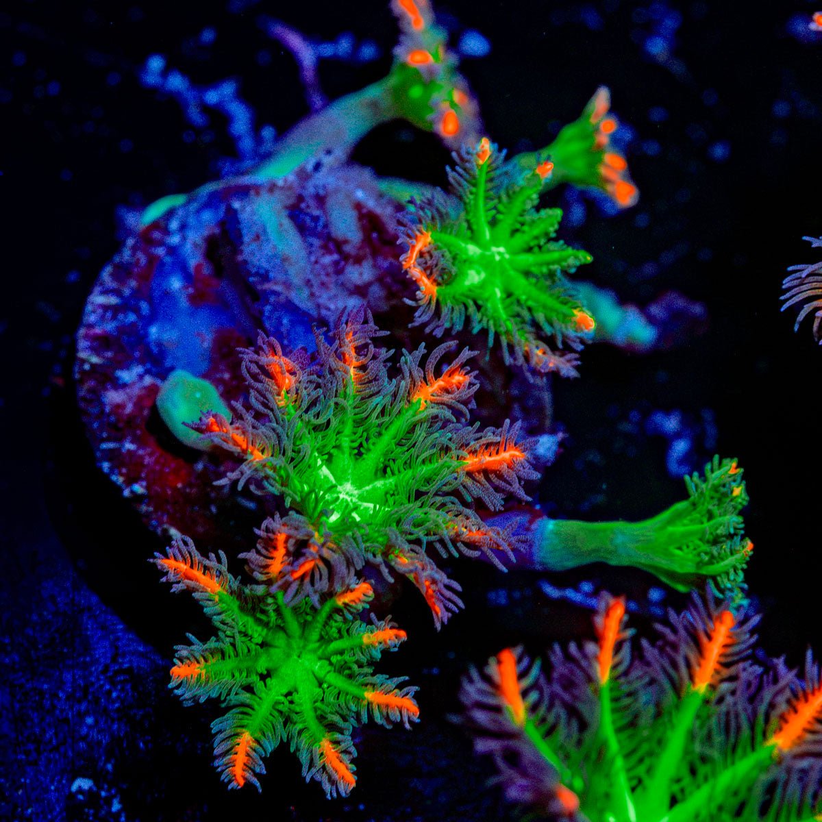 ARC Firework Clove Polyps Coral with colony growth in reef aquarium