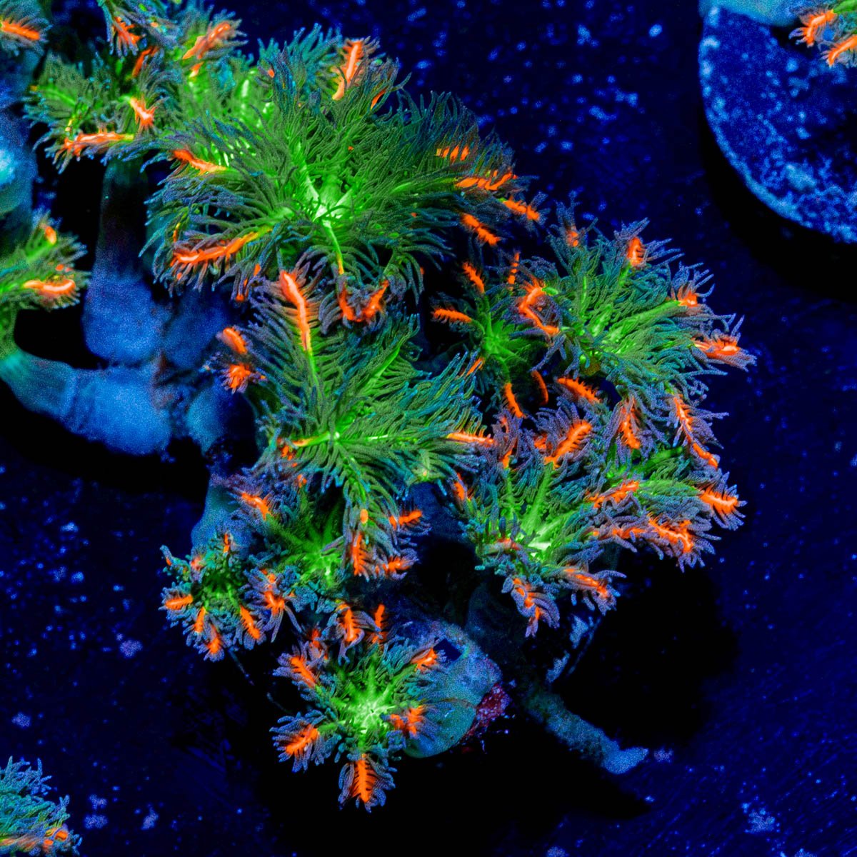 ARC Firework Clove Polyps Coral with colony growth in reef aquarium