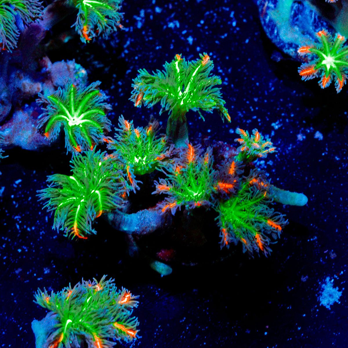 ARC Firework Clove Polyps Coral with soft polyps in reef aquarium