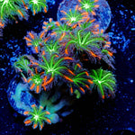 ARC Firework Clove Polyps Coral with colony growth in reef aquarium