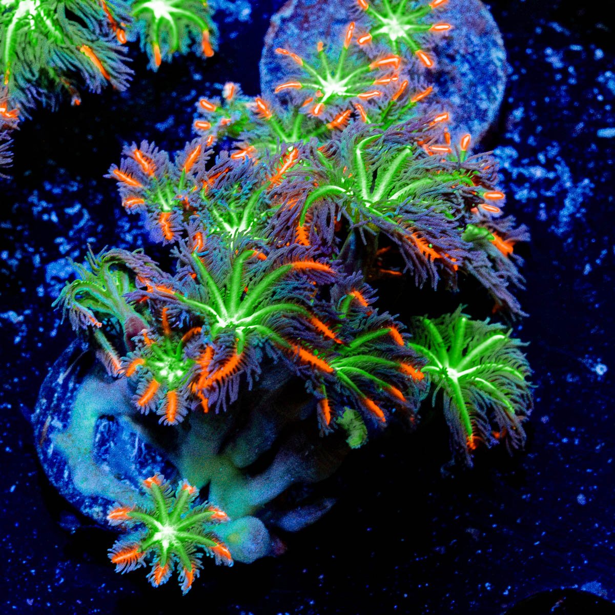ARC Firework Clove Polyps Coral with colony growth in reef aquarium