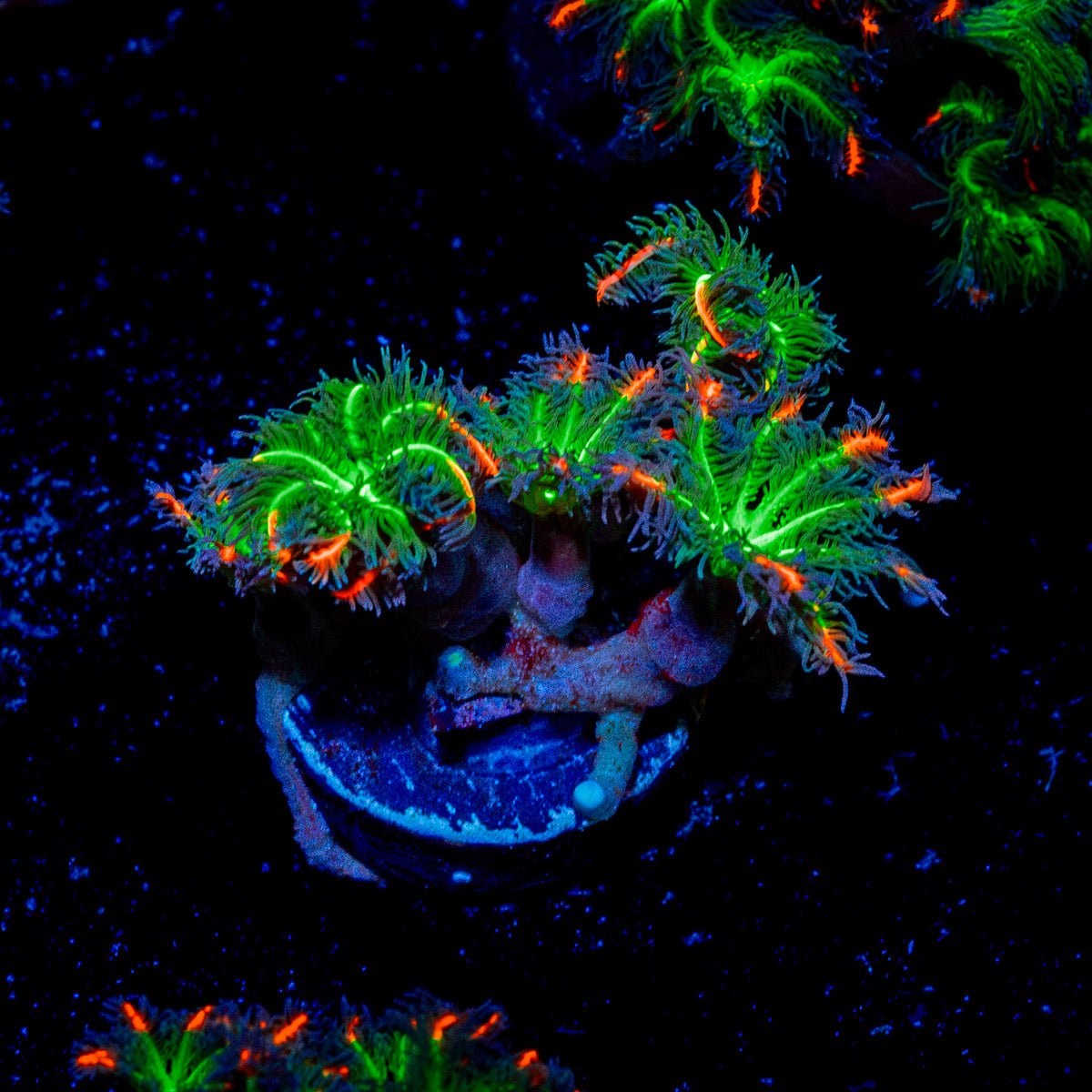 ARC Firework Clove Polyps Coral with soft polyps in reef aquarium