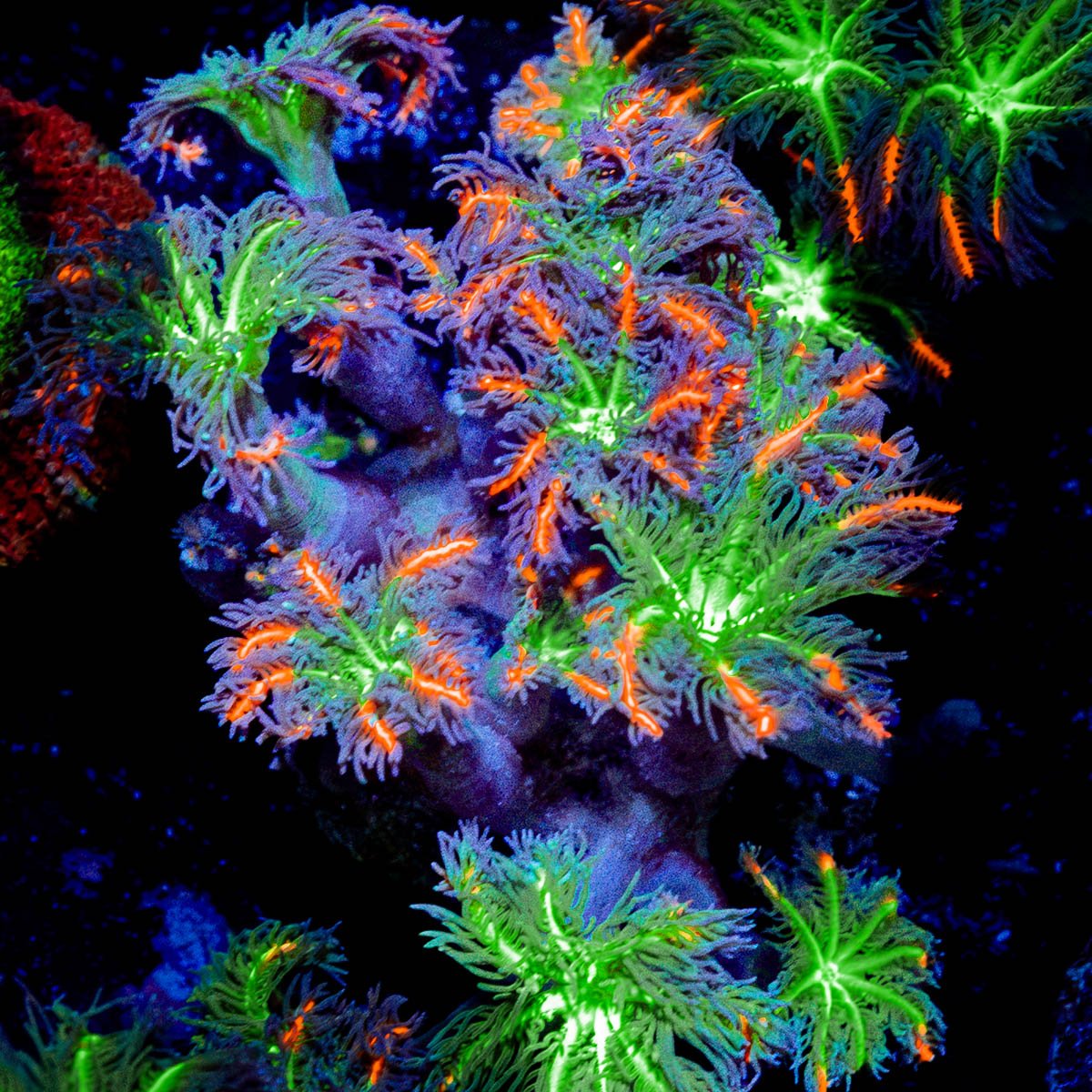ARC Firework Clove Polyps Coral with colony growth in reef aquarium