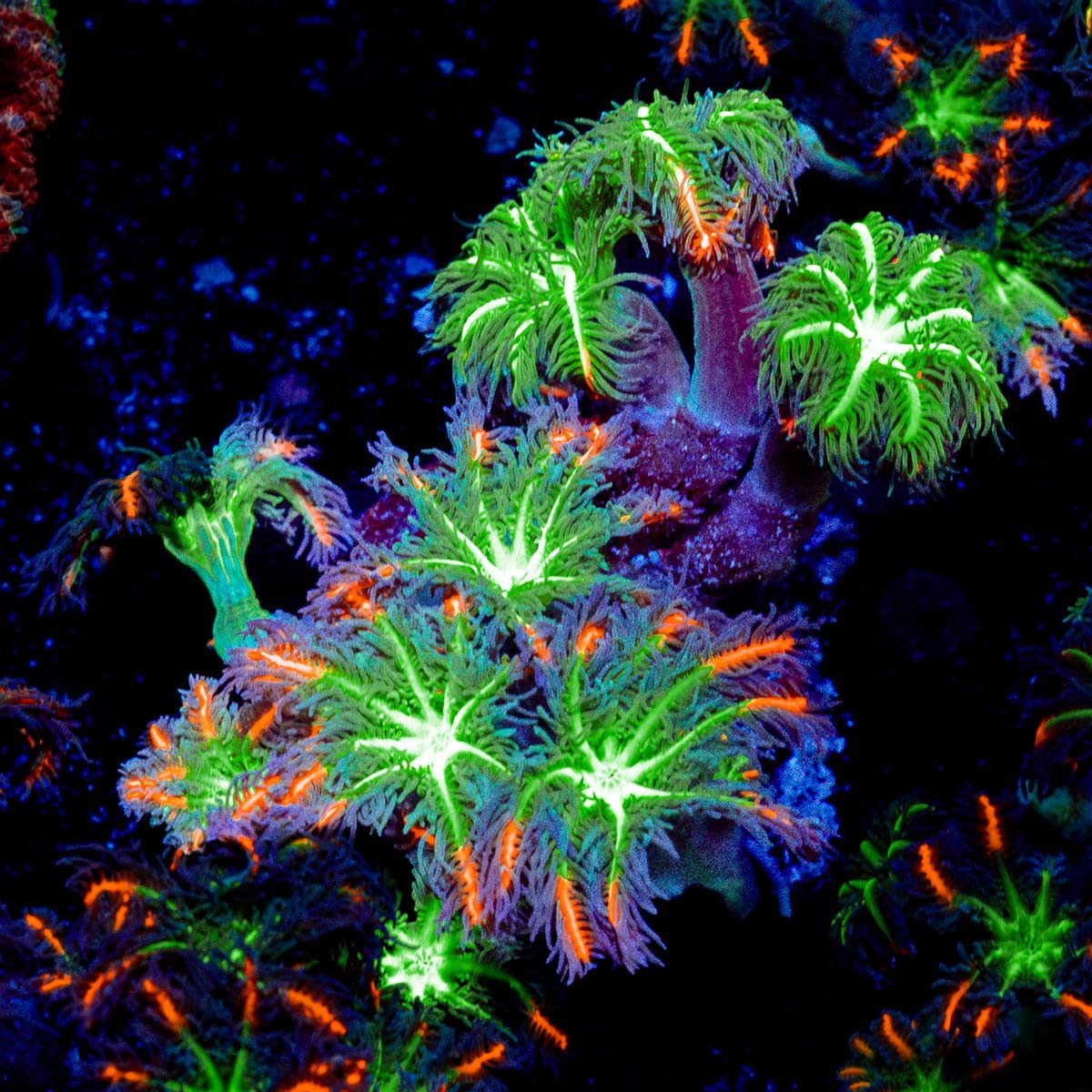 ARC Firework Clove Polyps Coral with soft polyps in reef aquarium