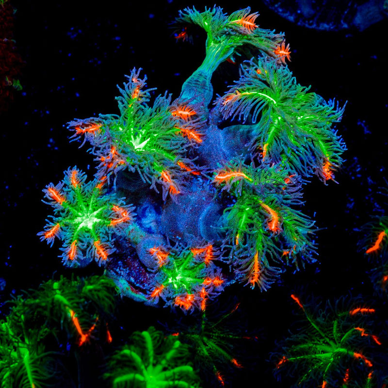 ARC Firework Clove Polyps Coral with colony growth in reef aquarium